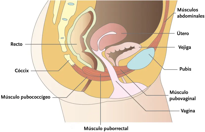 Suelo Pélvico - Albor Fisioterapia